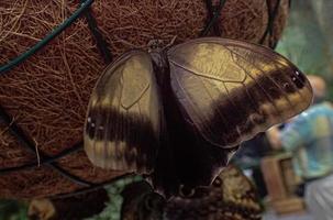 délicat coloré cultivé papillon dans le papillon maison dans fermer photo