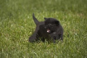 minou sur herbe photo