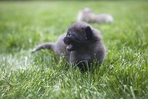 minou sur herbe photo