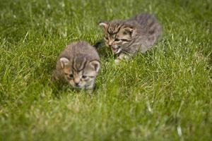 minou sur herbe photo