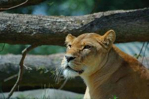 portrait de tête de lion photo