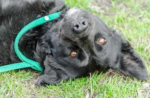 Chien chien noir couché à l'envers sur la pelouse d'herbe verte