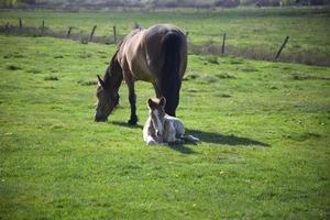 jument et poulain dans le Prairie photo