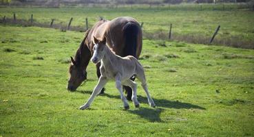 jument et poulain dans le Prairie photo