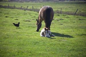 jument et poulain dans le Prairie photo