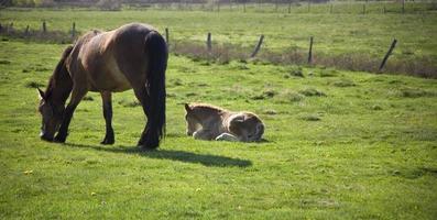 jument et poulain dans le Prairie photo