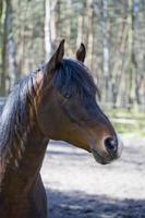 cheval dans le Goujon photo