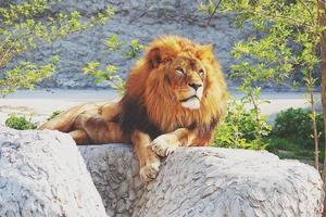 une Masculin Lion repos sur une grand pierre dans le des rayons de une Soleil photo