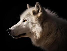 blanc Loup visage portrait détail, sur foncé arrière-plan, génératif ai photo