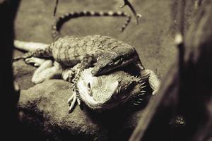 deux magnifique lézards mensonge sur Haut de chaque autre photo