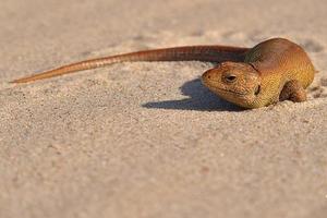 peu marron lézard se prélasser sur le du froid le sable sur le plage photo