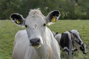 vache avec des étiquettes dans ses oreilles photo