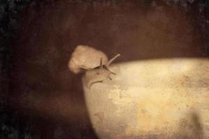 une petit escargot errant sur une blanche tasse photo