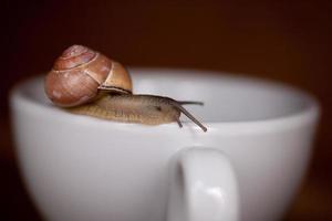 une petit escargot errant sur une blanche tasse photo