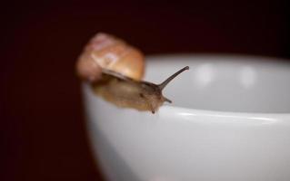 une petit escargot errant sur une blanc tasse photo