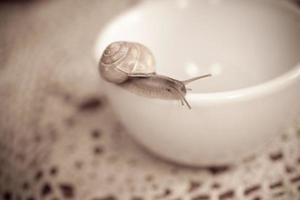 une petit escargot errant sur une blanc tasse photo