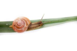 escargot sur vert feuille photo