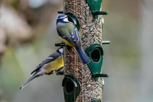 gros plan d'oiseaux mangeant dans une mangeoire photo