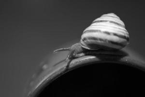 une petit escargot errant sur une foncé bleu tasse photo