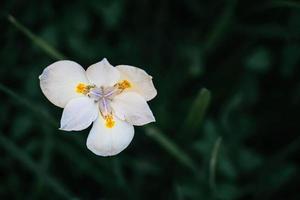 macro photo de régimes iridioides avec foncé feuille Contexte