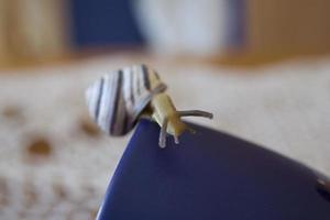 une petit escargot errant sur une foncé bleu tasse photo