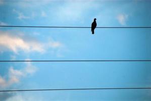 ciel et oiseau photo