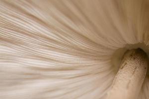 champignon Contexte Naturel photo