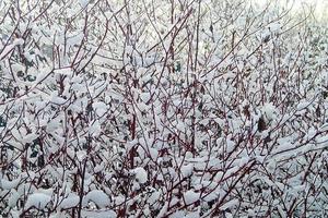 Contexte avec arbre branches couvert avec Frais neige blanche photo