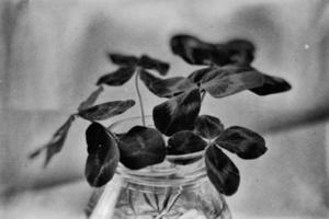 une bouquet de l champ quatre feuilles trèfles dans une petit vase sur une lumière lisse Contexte photo