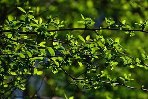 brindille avec Jeune Frais printemps vert feuilles sur une chaud ensoleillé journée photo