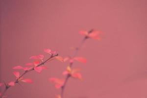 rouge épine-vinette illuminé par janvier lumière sur une lisse Contexte photo