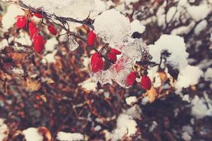 rouge épine-vinette des fruits couvert avec hiver la glace photo