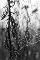 l'automne araignée la toile dans le brouillard sur une plante avec gouttelettes de l'eau photo