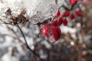 rouge épine-vinette des fruits couvert avec hiver la glace photo