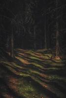 sentier dans une forêt sombre et profonde photo