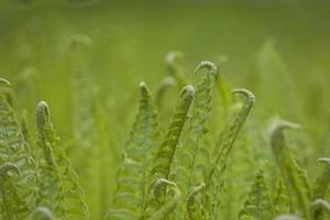 brillant vert Contexte avec Jeune printemps fougère feuilles photo