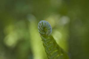 brillant vert Contexte avec Jeune printemps fougère feuilles photo