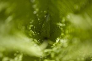 brillant vert Contexte avec Jeune printemps fougère feuilles photo