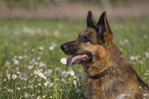 allemand berger dans marguerites photo