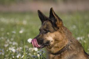 allemand berger dans marguerites photo