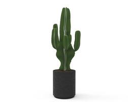 vert cactus dans une noir pot sur une blanc arrière-plan, pour décoration et préférences photo