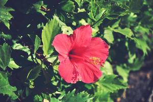 épanouissement hibiscus fleur croissance dans le jardin parmi vert feuilles dans une Naturel habitat photo