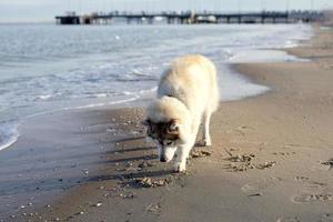 une chien en marchant sur le plage près le mer à la recherche à le sable. photo