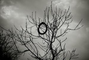 image en noir et blanc d'un arbre nu avec un pneu de vélo sur une branche. photo