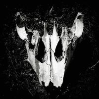 image en noir et blanc d'un crâne d'animal. photo