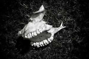 image en noir et blanc d'un crâne d'animal avec des dents. photo