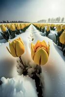 champ de Jaune tulipes couvert dans neige. génératif ai. photo