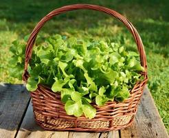 laitue iceberg, laitue frisée verte. plante à salade, feuilles de légumes hydroponiques dans le panier. plantes fraîches biologiques cultivées dans une mini-ferme photo