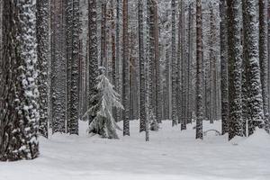 forêt d'hiver dans le nord de la suède photo
