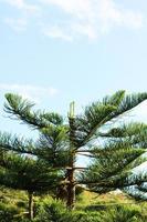 pin arbre dans tout d'abord avec bleu ciel sur le Montagne photo